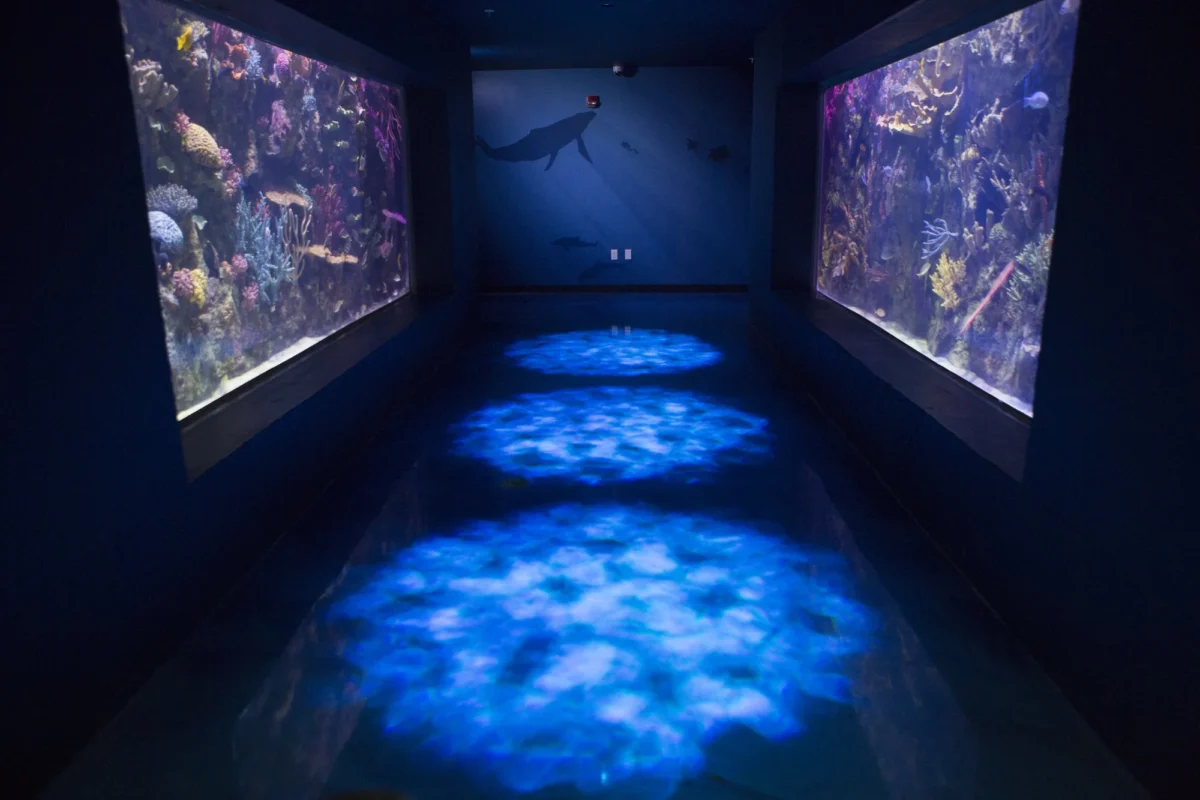 Shreveport Aquarium viewing gallery